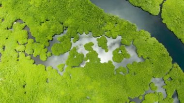 Mangrove ormanının ve nehrin havadan görünüşü.