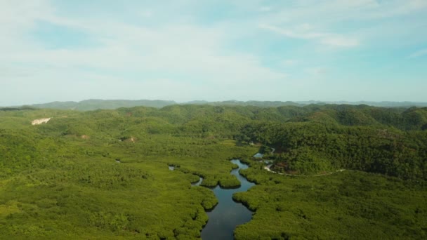 Légi kilátás a mangrove erdő és a folyó. — Stock videók