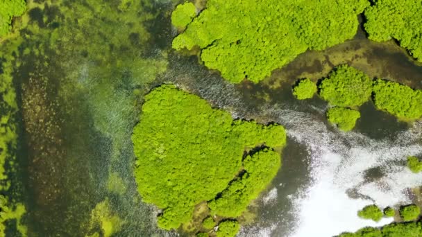 Pemandangan udara hutan Mangrove dan sungai. — Stok Video