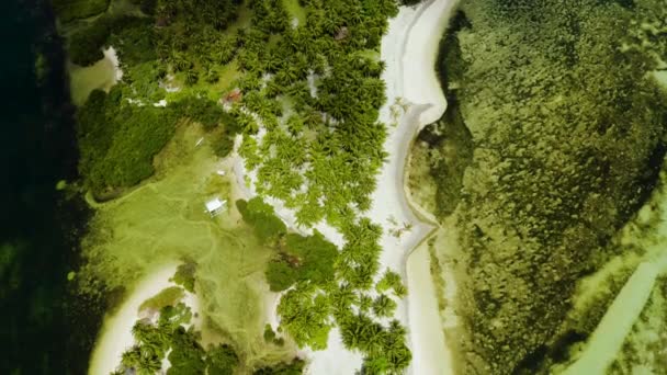 Tropikalna plaża z palmami., widok z powietrza. — Wideo stockowe