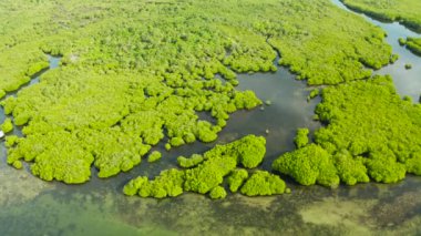 Mangrove ormanının ve nehrin havadan görünüşü.