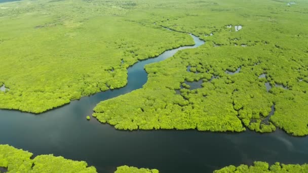 Vedere aeriană a pădurii de mangrove și a râului . — Videoclip de stoc