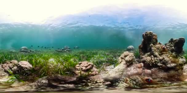 Coral reef and tropical fish 360VR. Camiguin, Philippines — Stock Video