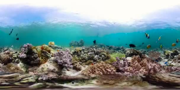 Coral reef with fish underwater 360VR. Camiguin, Philippines — Stock Video