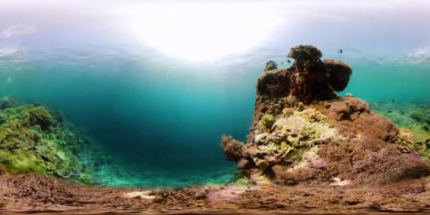 Arrecife de coral y peces tropicales bajo el agua 360VR. Camiguin, Filipinas — Vídeo de stock