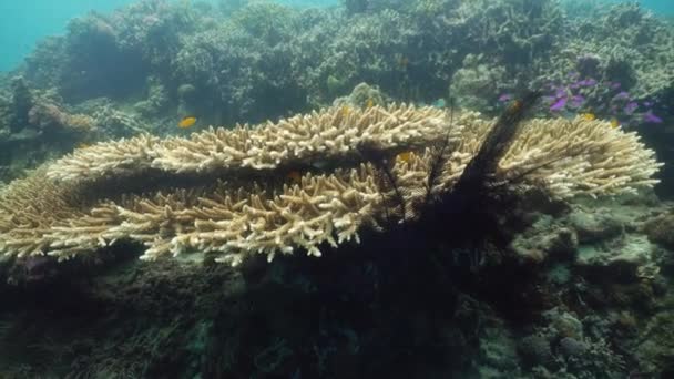 Coral reef and tropical fish. Camiguin, Philippines — Stock Video