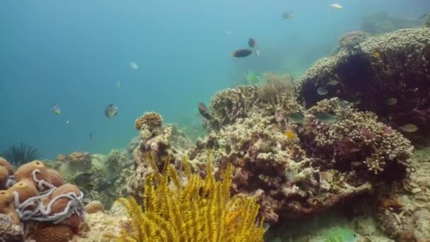 Arrecife de coral y peces tropicales. Camiguin, Filipinas — Vídeo de stock