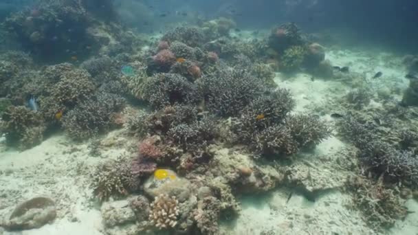 Arrecife de coral y peces tropicales. Camiguin, Filipinas — Vídeo de stock