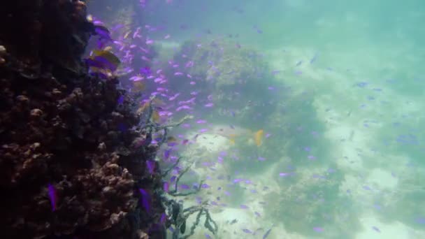 Recifes de coral com peixes subaquáticos. Camiguin, Filipinas — Vídeo de Stock