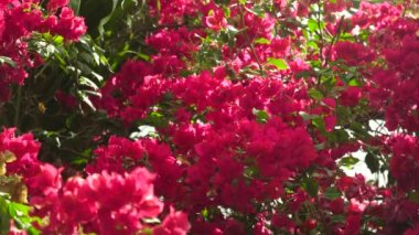 Çiçek açan begonviller.