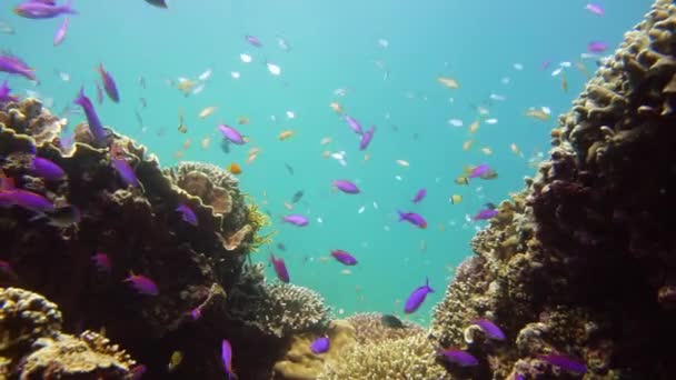 Arrecife de coral con peces bajo el agua. Camiguin, Filipinas — Vídeos de Stock