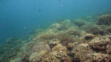 Mercan resifi ve tropikal balıklar su altında. Camiguin, Filipinler