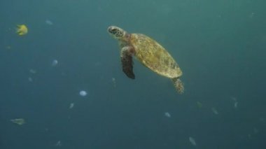 Filipinler 'de Yeşil Deniz Kaplumbağası.