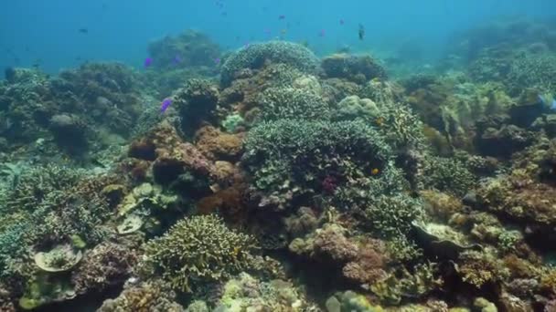 El mundo submarino de un arrecife de coral. — Vídeo de stock