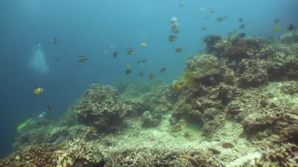 Rafa koralowa z rybami pod wodą. Camiguin, Filipiny — Wideo stockowe