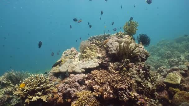 Recifes de corais e peixes tropicais subaquáticos. Camiguin, Filipinas — Vídeo de Stock