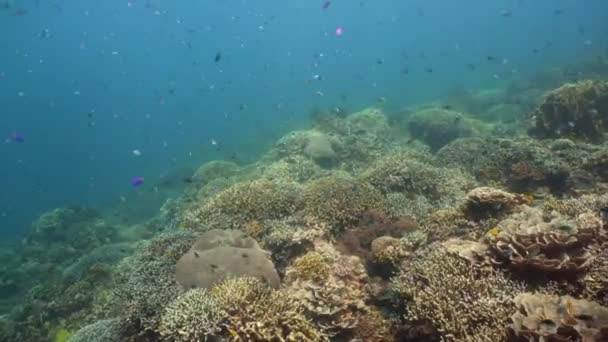 Mercan resifi ve tropikal balıklar su altında. Camiguin, Filipinler — Stok video