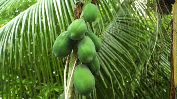 Grön papaya på ett träd. — Stockvideo