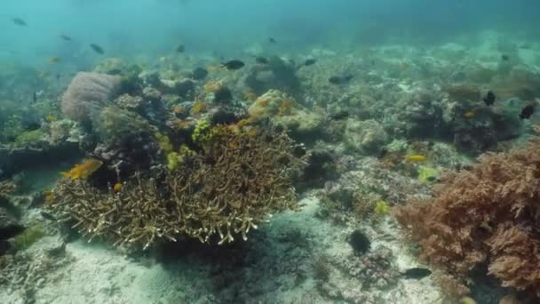 El mundo submarino de un arrecife de coral. — Vídeo de stock