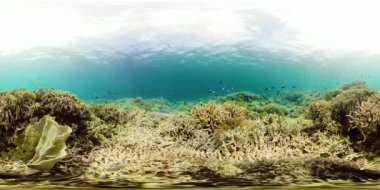 Mercan resifi ve tropikal balıklar suyun altında 360VR. Camiguin, Filipinler