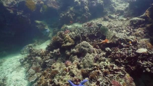 Coral reef and tropical fish. Camiguin, Philippines — Stock Video