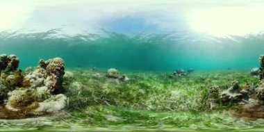 Mercan resifi ve tropikal balıklar suyun altında 360VR. Camiguin, Filipinler