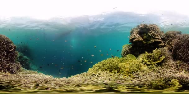 Koraalrif met vis onder water 360VR. Camiguin, Filipijnen — Stockvideo