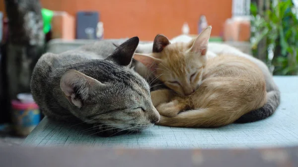 猫と子猫をテーブルの上に. — ストック写真