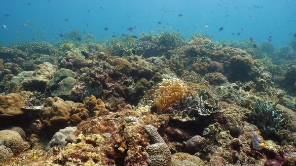 Arrecife de coral con peces bajo el agua. Camiguin, Filipinas — Foto de Stock