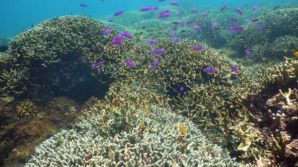 El mundo submarino de un arrecife de coral. — Foto de Stock