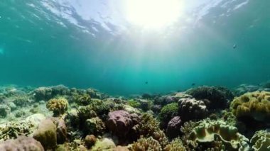 Mercan resifi ve tropikal balıklar su altında. Camiguin, Filipinler