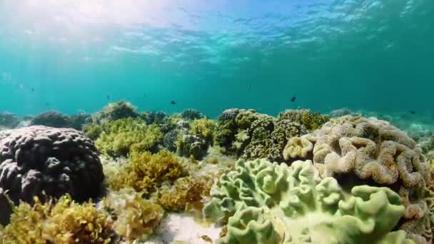 Recifes de corais e peixes tropicais subaquáticos. Camiguin, Filipinas — Vídeo de Stock