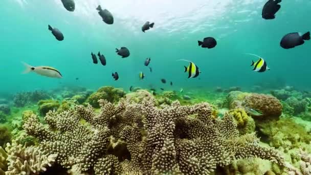 물 속에 물고기가 있는 산호초. 필리핀의 카미 갱 — 비디오