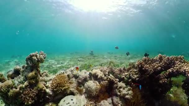 El mundo submarino de un arrecife de coral. — Vídeos de Stock