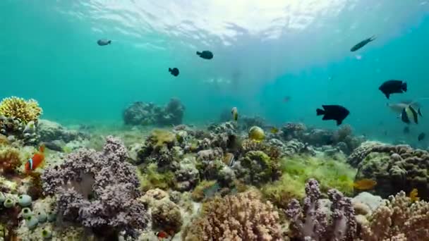 Recifes de coral com peixes subaquáticos. Camiguin, Filipinas — Vídeo de Stock