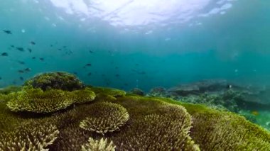 Suyun altında balıklı mercan kayalıkları. Camiguin, Filipinler