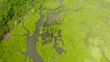 Mangrove ormanının ve nehrin havadan görünüşü.