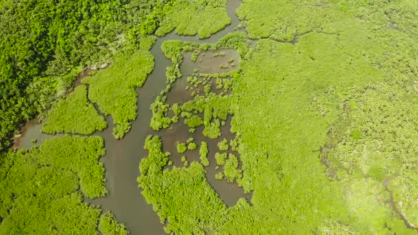 Vista aérea del bosque de manglares y el río. — Vídeos de Stock