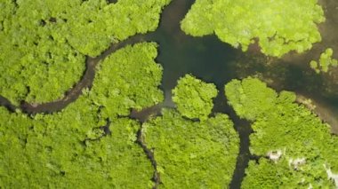 Mangrove ormanının ve nehrin havadan görünüşü.