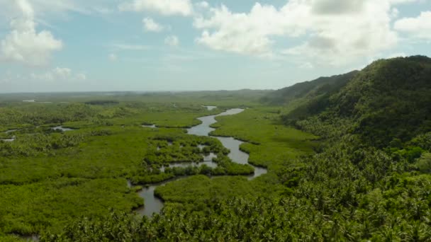 Vista aérea da floresta e do rio Manguezal. — Vídeo de Stock