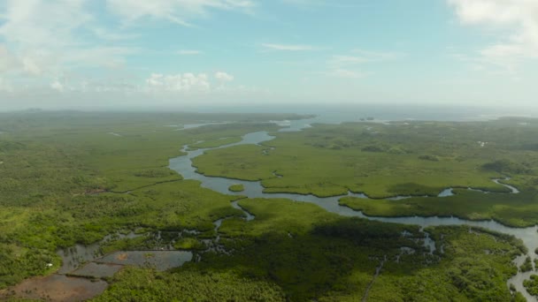 Luchtfoto van Mangrove bos en rivier. — Stockvideo