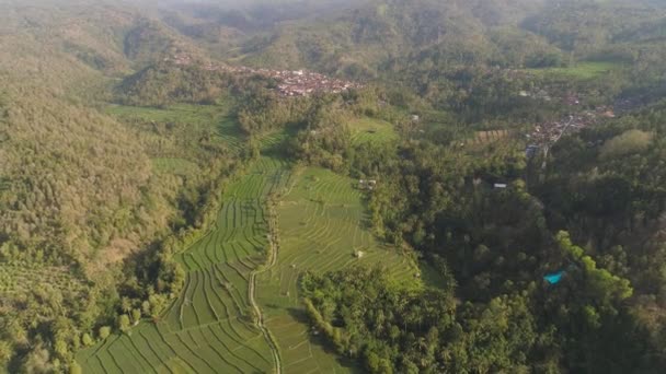 Reisterrassen und landwirtschaftliche Flächen in Indonesien — Stockvideo