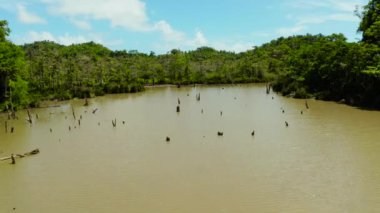 Yağmur ormanlarındaki bataklık. Siargao, Filipinler.