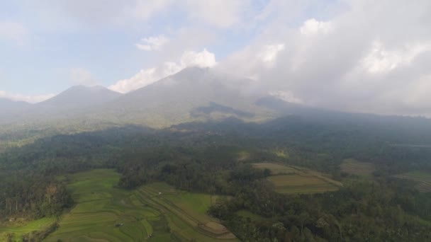 Terres agricoles et village Bali, Indonésie. — Video