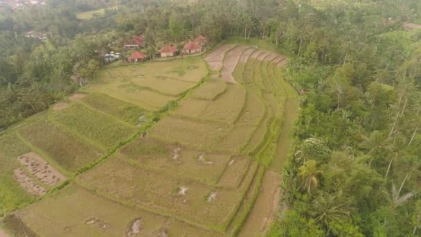 Τροπικό τοπίο με γεωργική γη στην Ινδονησία — Αρχείο Βίντεο