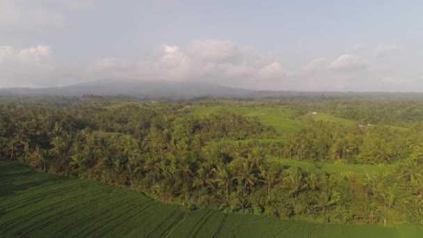 Rice fields with agricultural land in indonesia — Stock Video