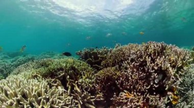 Mercan kayalıkları ve tropikal balıklar. Camiguin, Filipinler