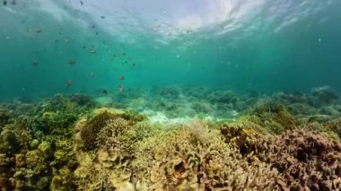 Mercan resifi ve tropikal balıklar su altında. Camiguin, Filipinler