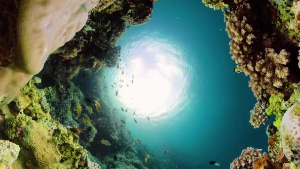 Récif corallien et poissons tropicaux sous-marins. Camiguin, Philippines — Video