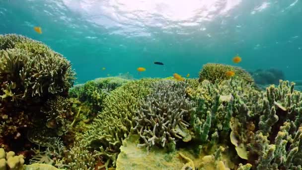 Korallrev og tropisk fisk. Camiguin, Filippinene – stockvideo